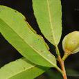 多瓣核果茶 多瓣核果茶