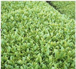 茶树