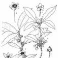 叶萼核果茶 叶萼核果茶