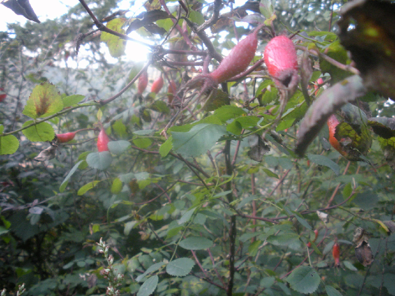 野玫瑰果