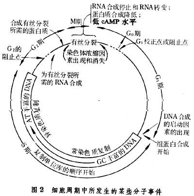 细胞周期