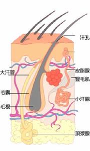 腋下 腋下
