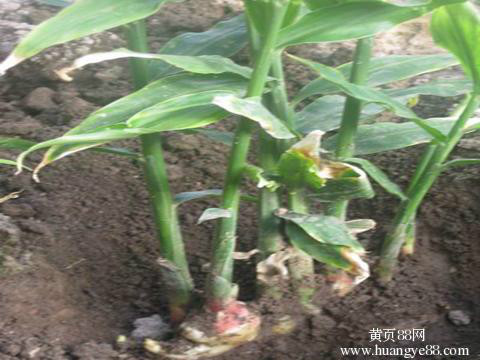 生姜(常用调味植物)