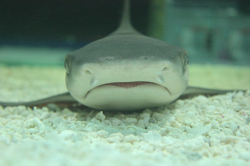 亮点水族馆 亮点水族馆