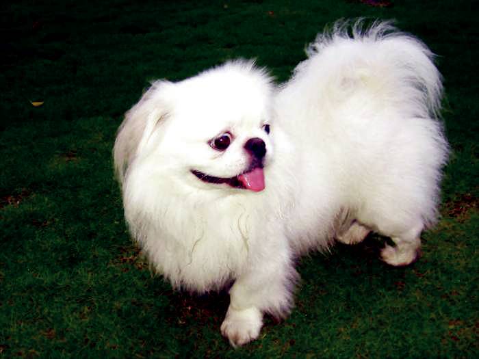 京巴犬 京巴犬