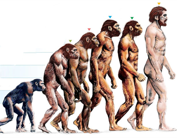 人类进化史 人类进化史