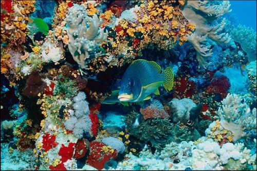 亚龙湾海底世界 亚龙湾海底世界