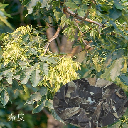 秦岭白蜡树