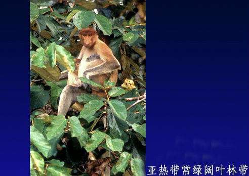 亚热带常绿阔叶林 亚热带常绿阔叶林