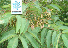 秦岭梣