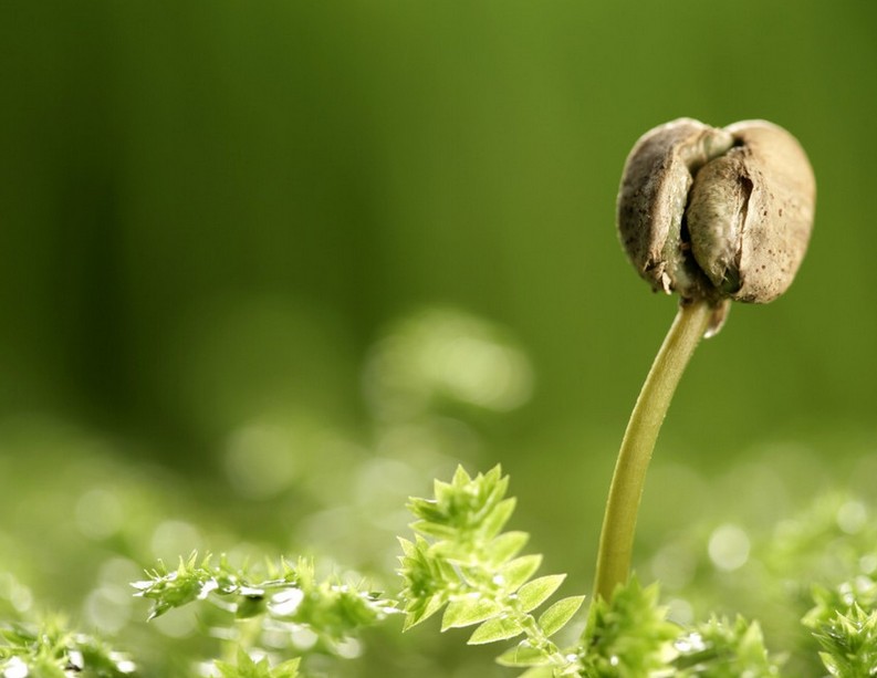 种子植物 种子植物