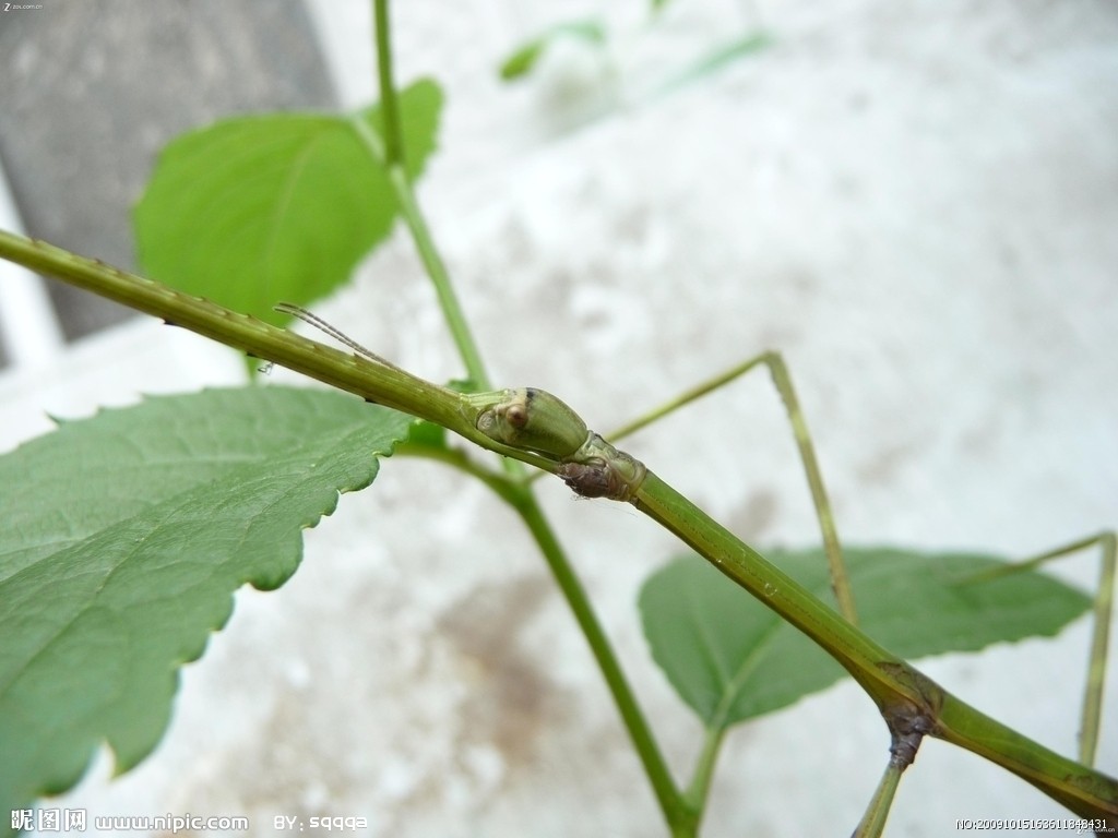 竹节虫(有翅亚纲竹节虫目昆虫)