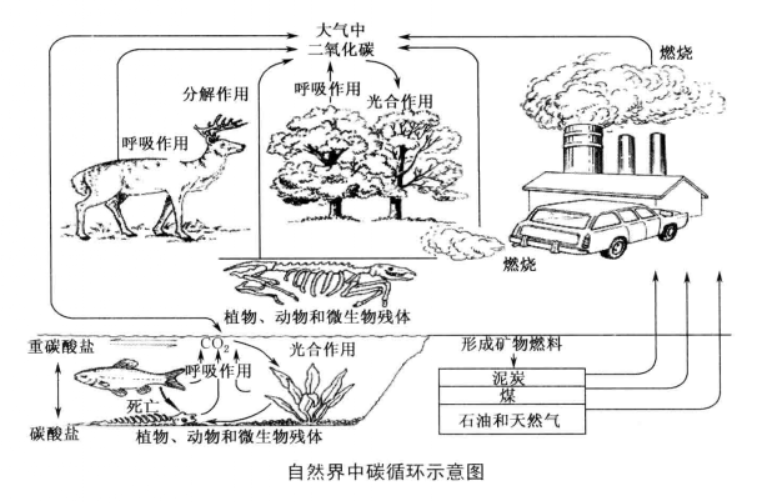 自然界中碳循环示意图