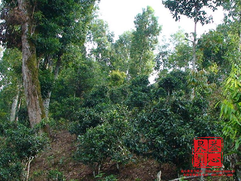 古树普洱茶 古树普洱茶
