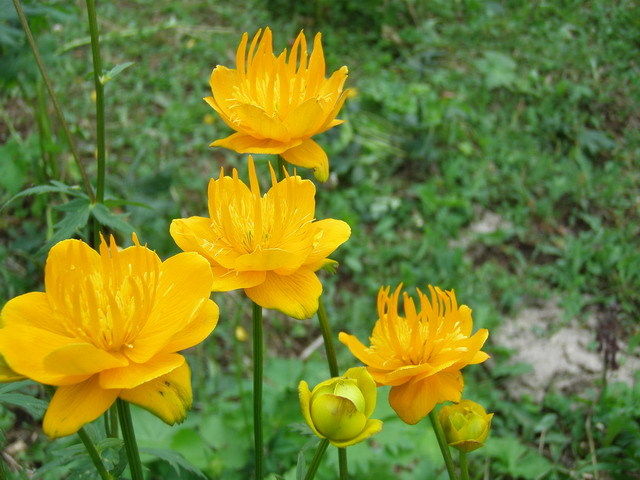 金盏花 金盏花