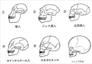 人类文明 人类文明