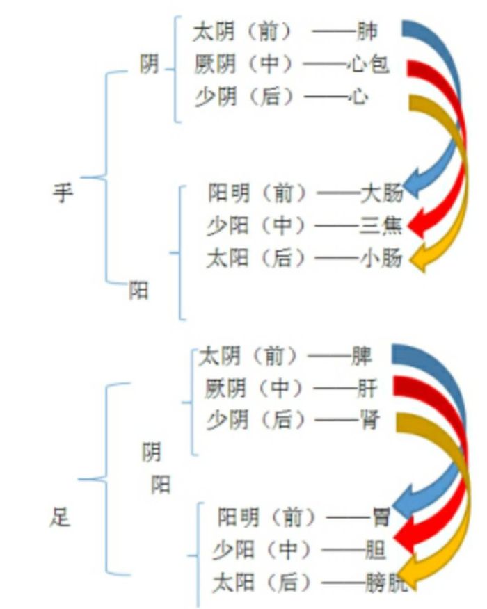 十二经脉分布与表里关係 十二经脉分布与表里关係
