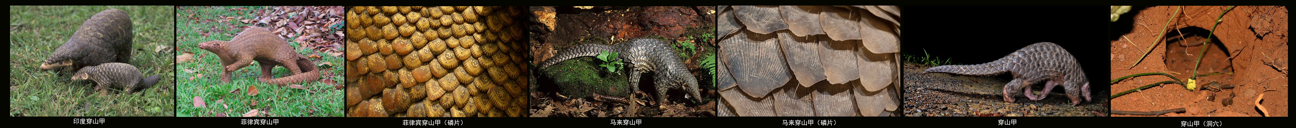 穿山甲属动物