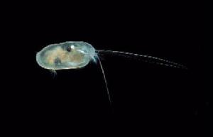 介形虫? 介形虫?