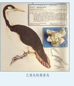 今鸟亚纲