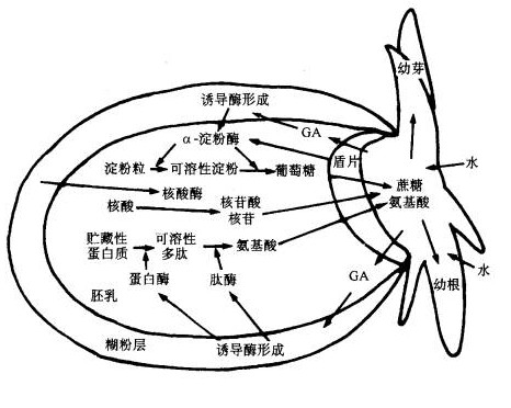 结构图