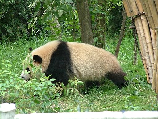 九寨沟大熊猫