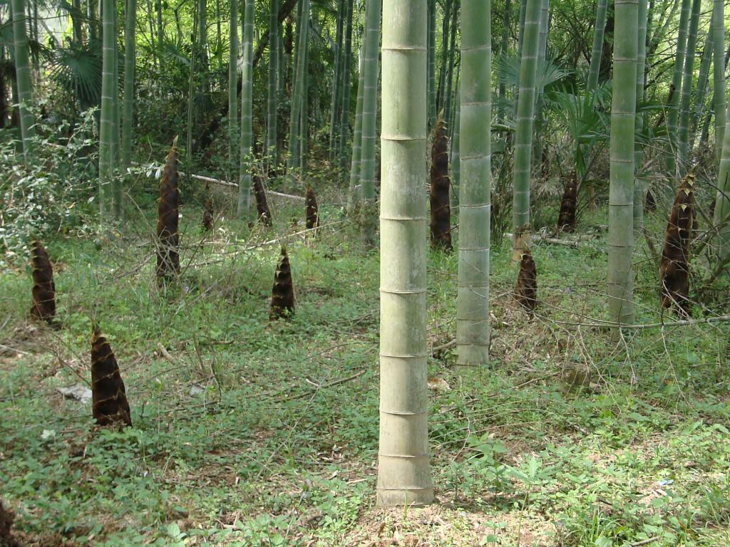 竹笋(中国食材)