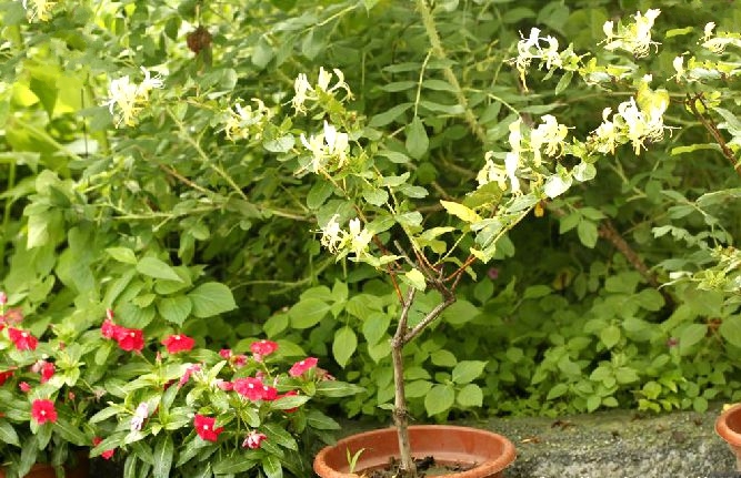 忍冬(秦岭金银花) 忍冬(秦岭金银花)
