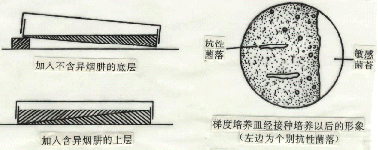 筛选突变株 筛选突变株