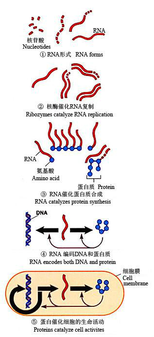 图1 一个假想的RNA世界的起源模式 图1 一个假想的RNA世界的起源模式