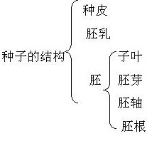种子
