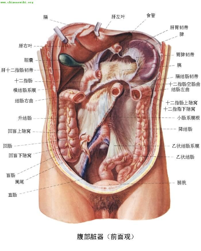 人体器官电活动图