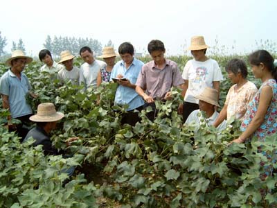 种棉放虫 种棉放虫