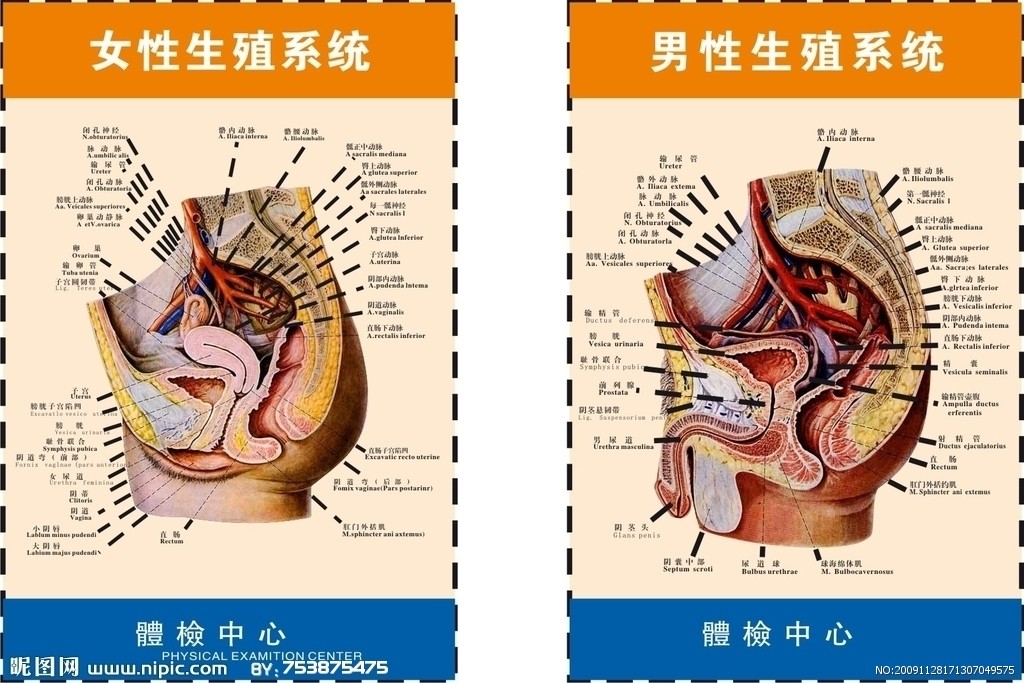 人体生殖系统
