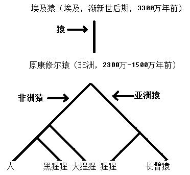 猿猴的种系发生 猿猴的种系发生
