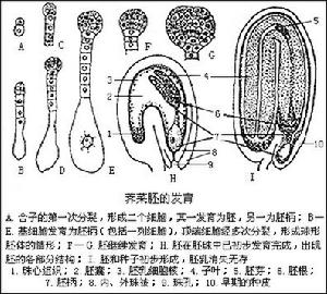 种子植物 种子植物