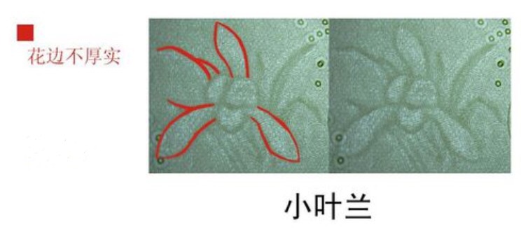 小叶兰图示 小叶兰图示