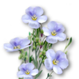 亚麻子(亚麻科植物) 亚麻子(亚麻科植物)