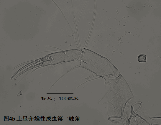 图4b 图4b