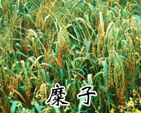 稷米 稷米