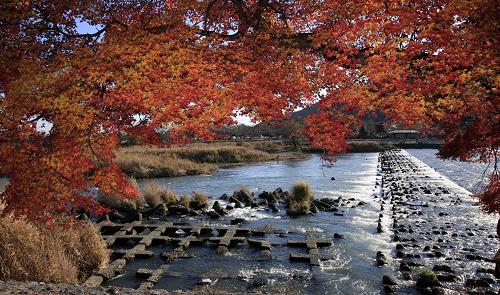 岚山红叶 岚山红叶