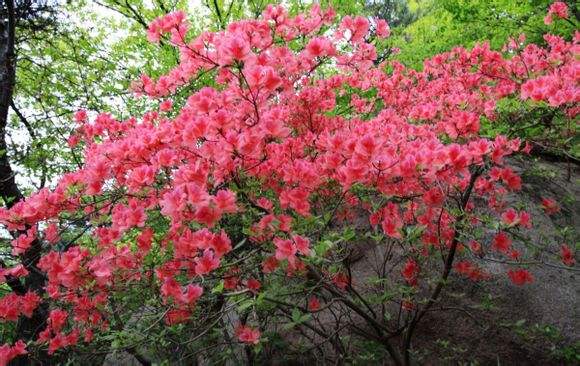 五莲杜鹃花 五莲杜鹃花