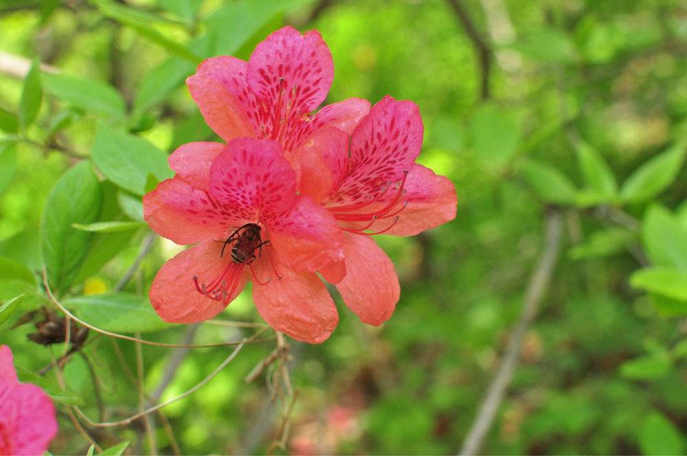 五莲杜鹃花 五莲杜鹃花