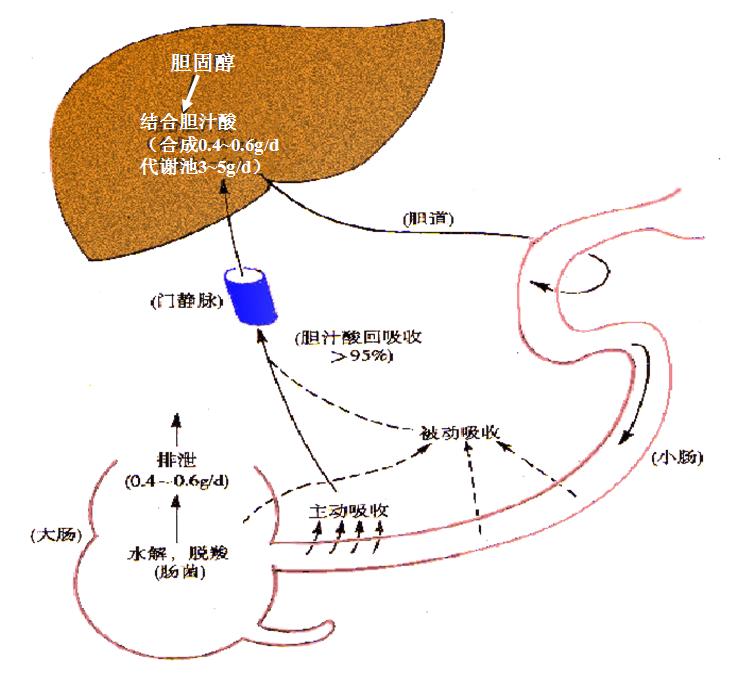 胆汁酸肠肝循环的过程 胆汁酸肠肝循环的过程