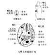 五大寄生虫 五大寄生虫