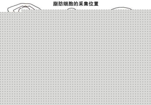 人体脂肪 人体脂肪