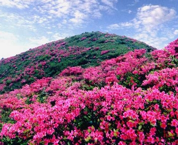 井冈山杜鹃花 井冈山杜鹃花