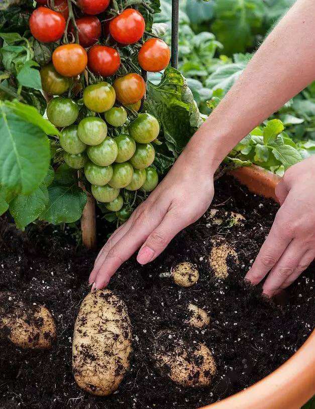 Tomtato Tomtato
