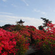 五朵金花(湖北麻城地方旅游品牌) 五朵金花(湖北麻城地方旅游品牌)
