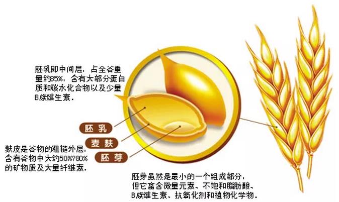 营养成分构造 营养成分构造